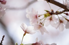そっと、囁く