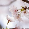 そっと、囁く