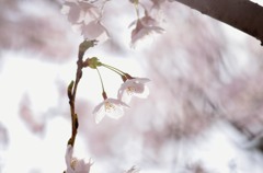 光をあびて