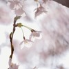 光をあびて