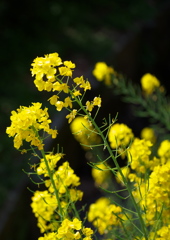 菜の花