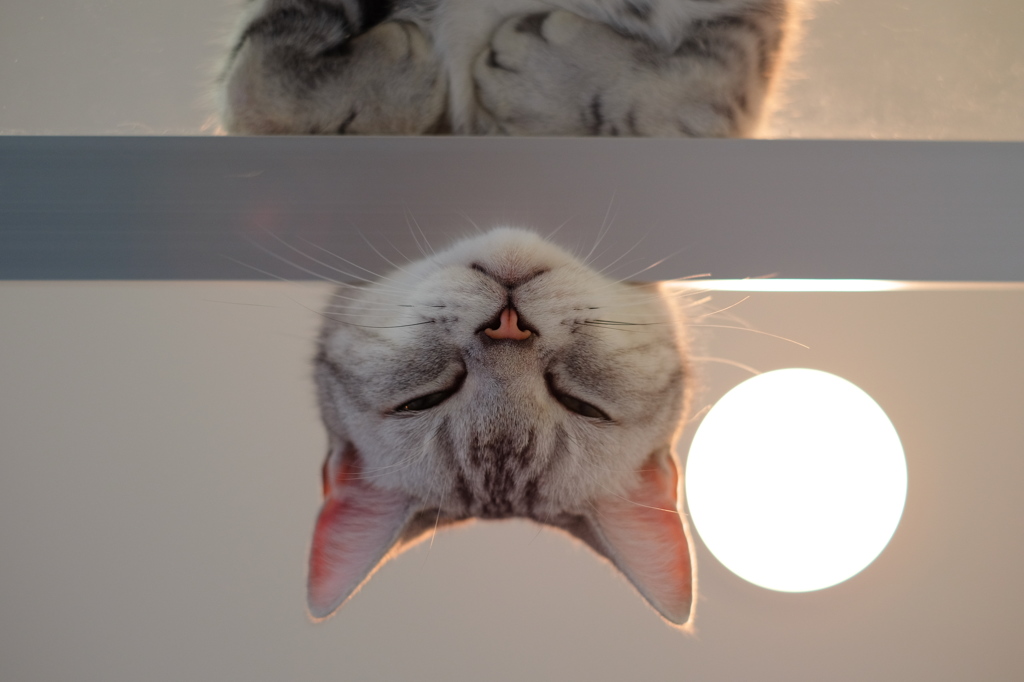 見下ろし猫