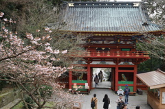 久能山東照宮と冬桜