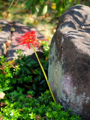 一輪の彼岸花