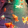 光を浴びて