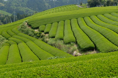 小夜の中山　お茶畑