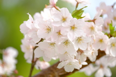 駿府城公園　桜