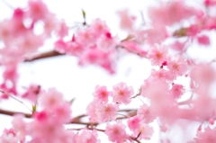 桜＠別所沼公園