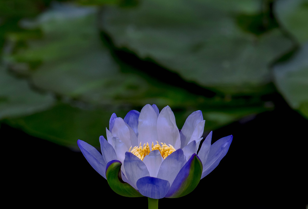 (旧)神戸花鳥園にて。。⑦