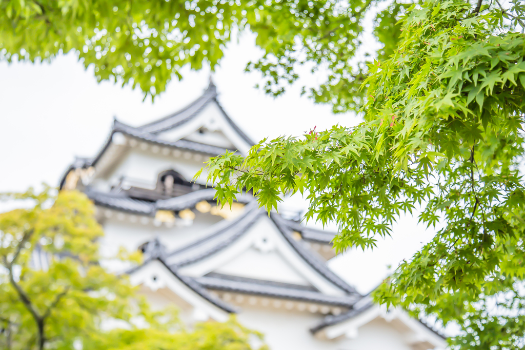 新緑彦根城