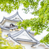 新緑彦根城