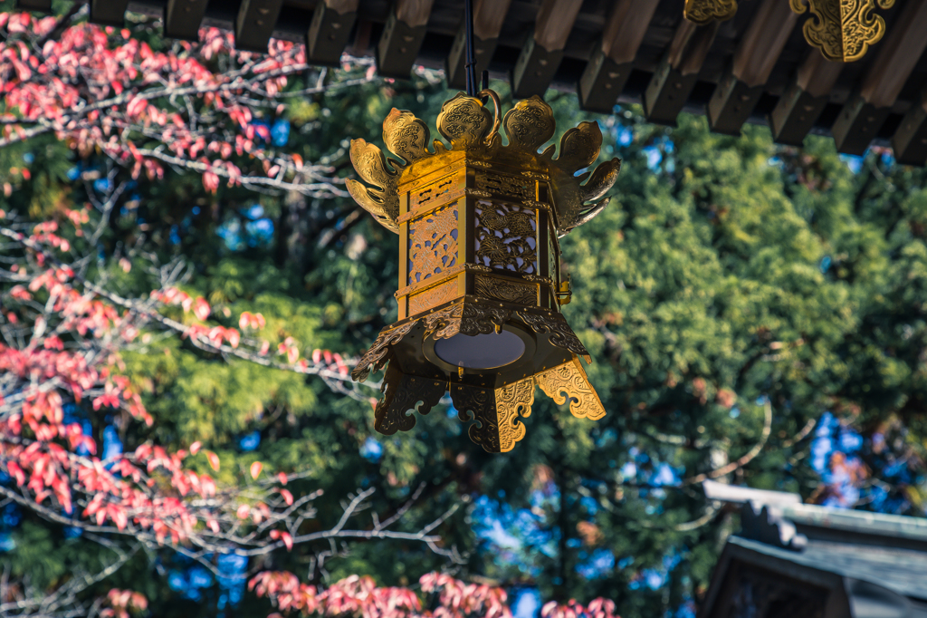 晩秋高野狩り⑨