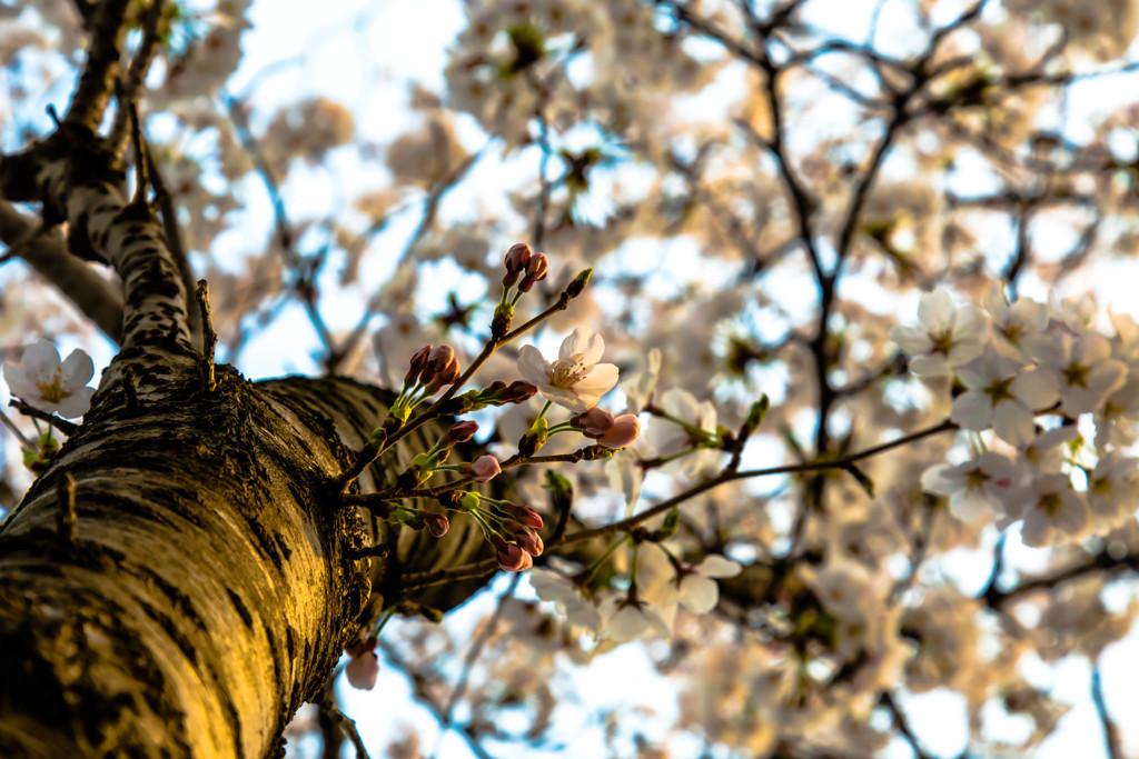 箕面桜②