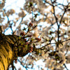 箕面桜②