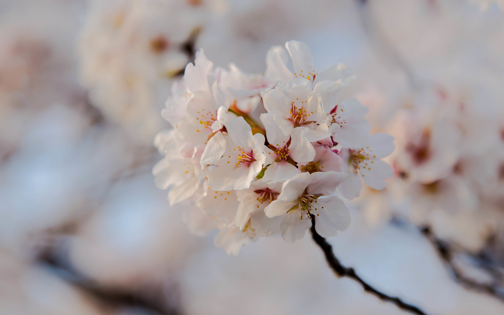 箕面桜
