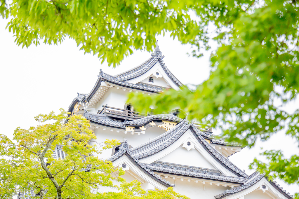 彦根城新緑