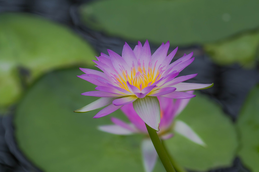 (旧)神戸花鳥園にて。。②