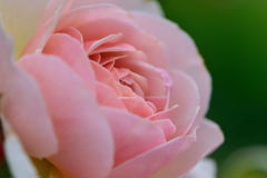 バラ　スイート・ジュリエット