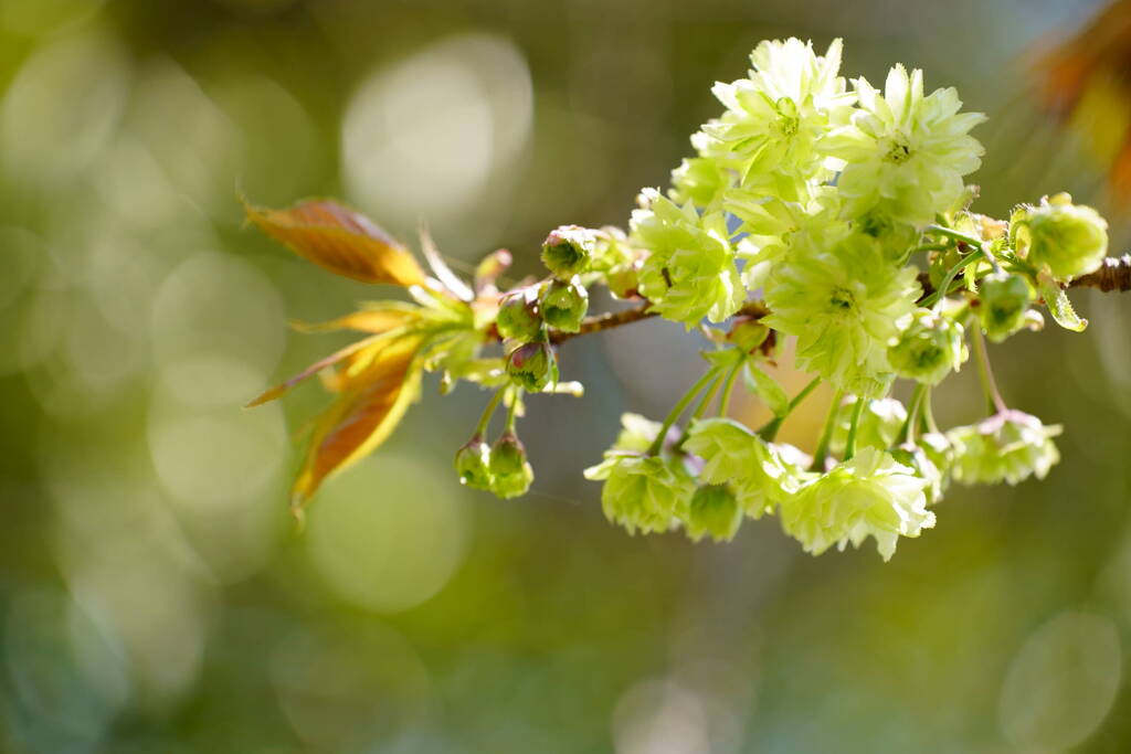 桜　御衣黄