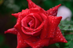 薔薇　ローズ・オオサカ