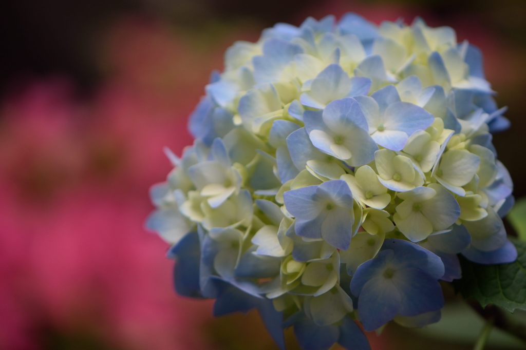 紫陽花　次は私の番ね