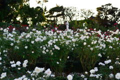 薔薇　アイスバーグ