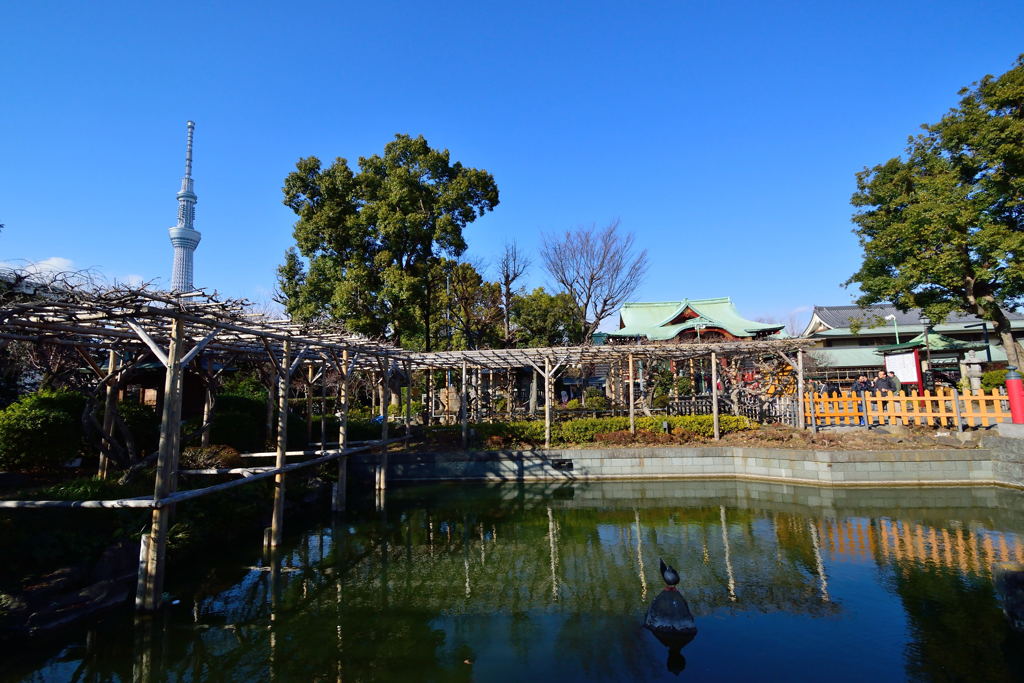 亀戸天神　スカイツリー