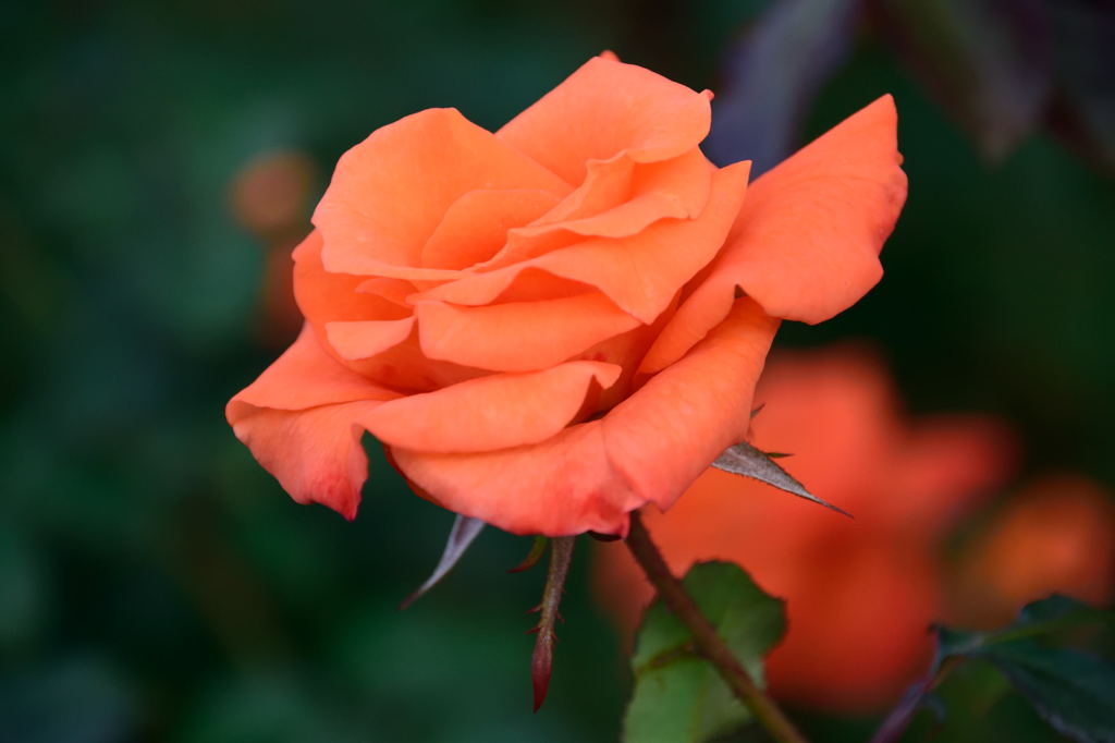 ひたち海浜公園の薔薇
