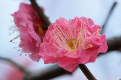 梅　八重寒紅　正面