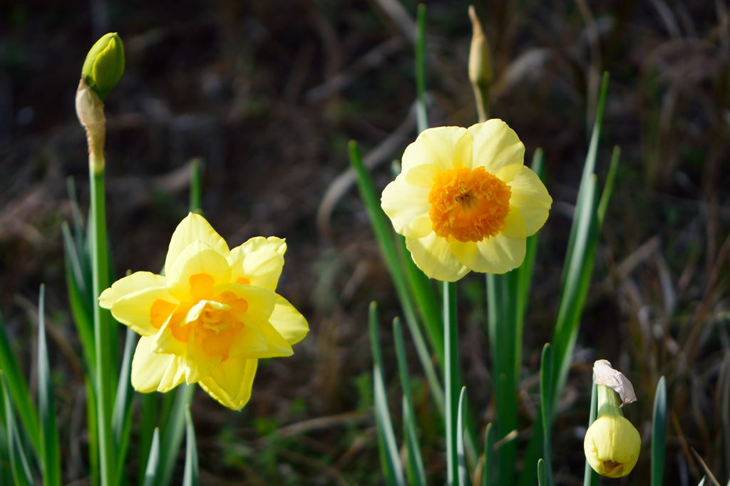 水仙２種