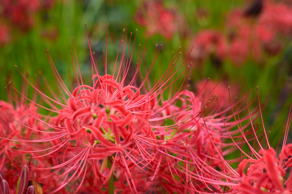 権現堂　彼岸花　１０