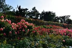 薔薇のトンネル３