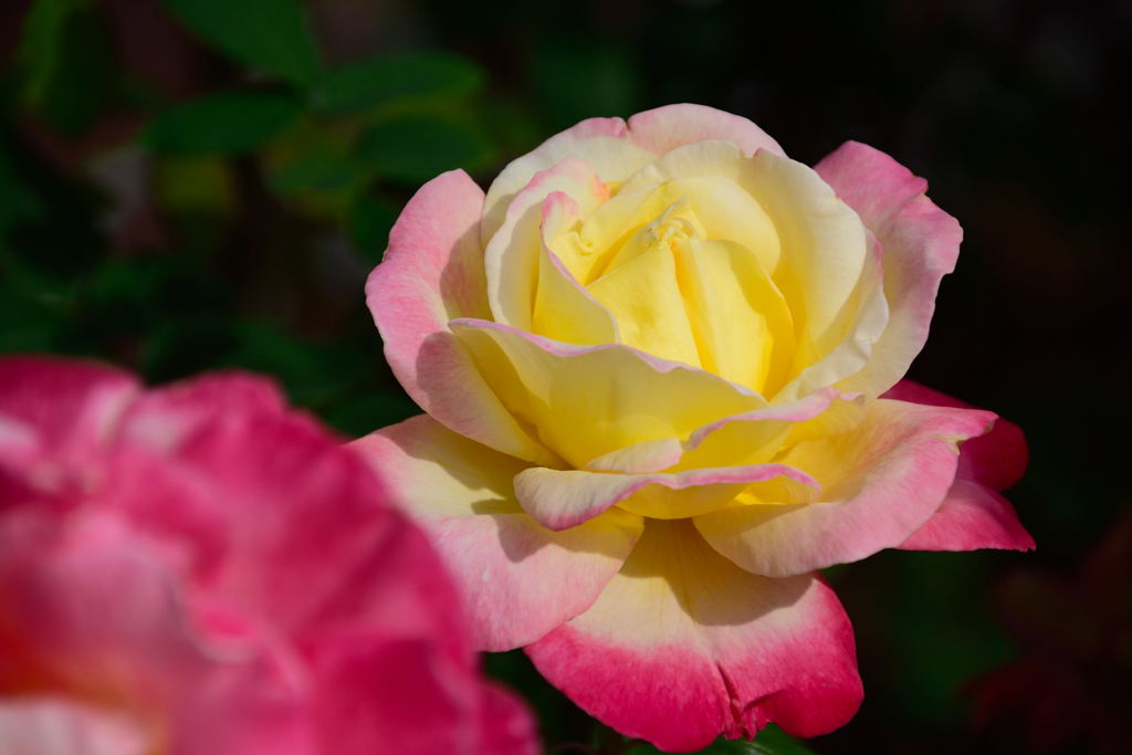 薔薇　ダブルデライト