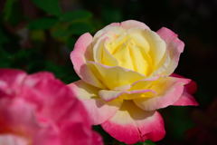 薔薇　ダブルデライト