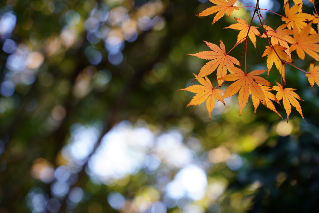 紅葉
