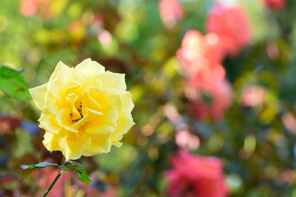 薔薇　ヘンリー　フォンダ