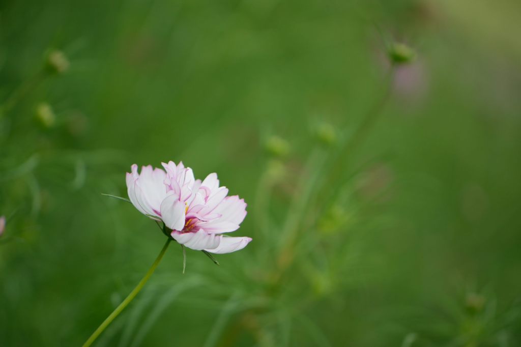 秋桜　レッドイリュージョン　4