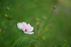 秋桜　レッドイリュージョン　4