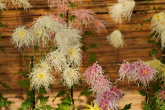 種から育てた菊　伊勢