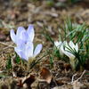 クロッカス　青白