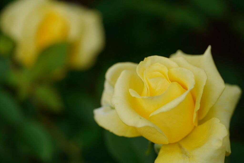 薔薇　ヘルムット　シュミット