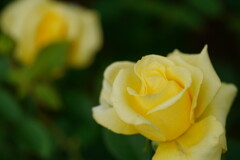 薔薇　ヘルムット　シュミット