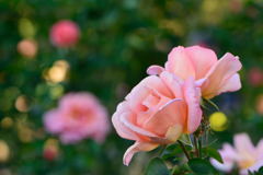 薔薇　ザンブラ９３