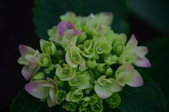 紫陽花　まだまだ緑