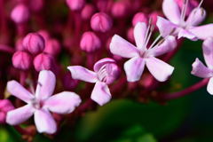 ぼたんくさぎ　３