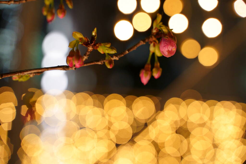 渋谷川の河津桜
