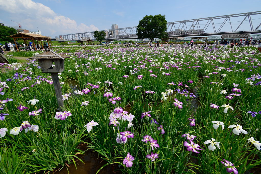 小岩菖蒲園　４