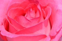 薔薇 エスメラルダ