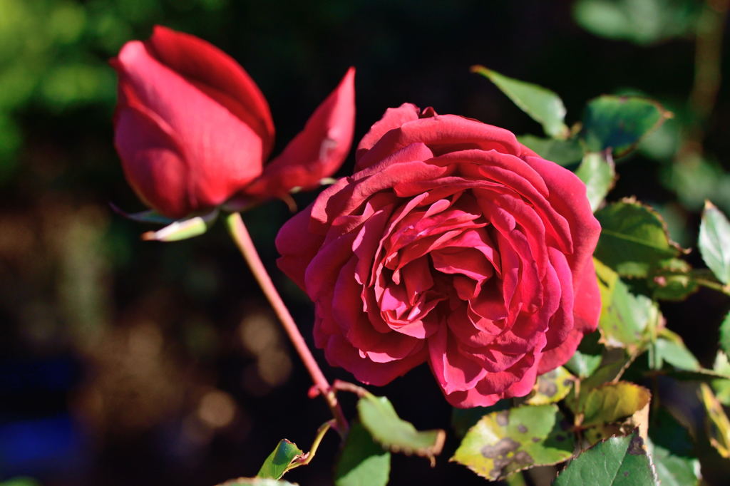 薔薇　ドフトツァーバ'84