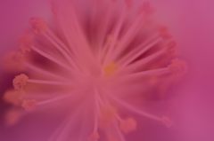 秘密基地ピンク２